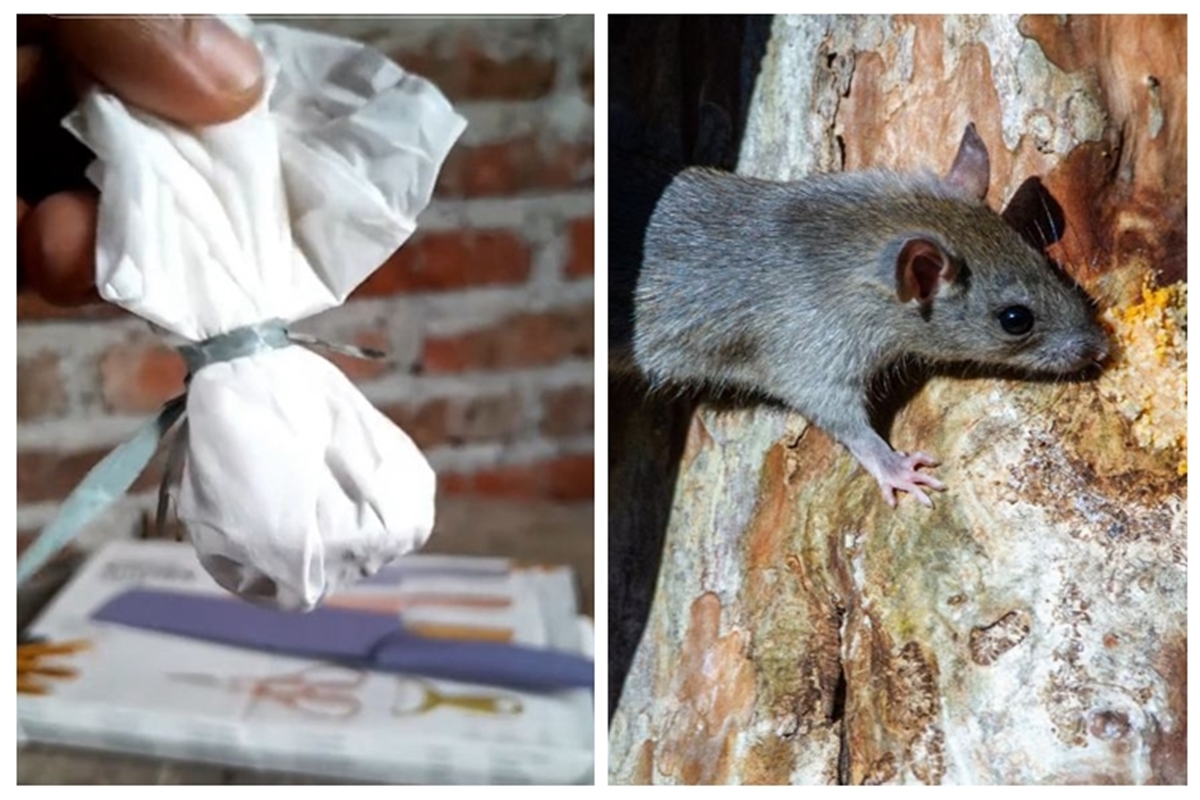 Trik praktis mengusir tikus agar tidak masuk ke rumah tanpa perangkap, cuma pakai 1 bumbu dapur