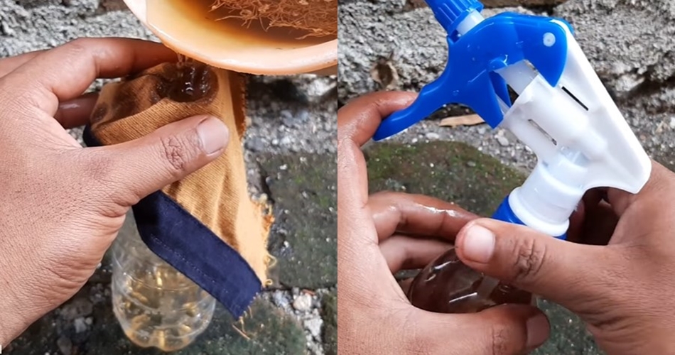 Trik simpel membasmi rayap larutan tanpa garam, cuma tambah 1 bahan sederhana