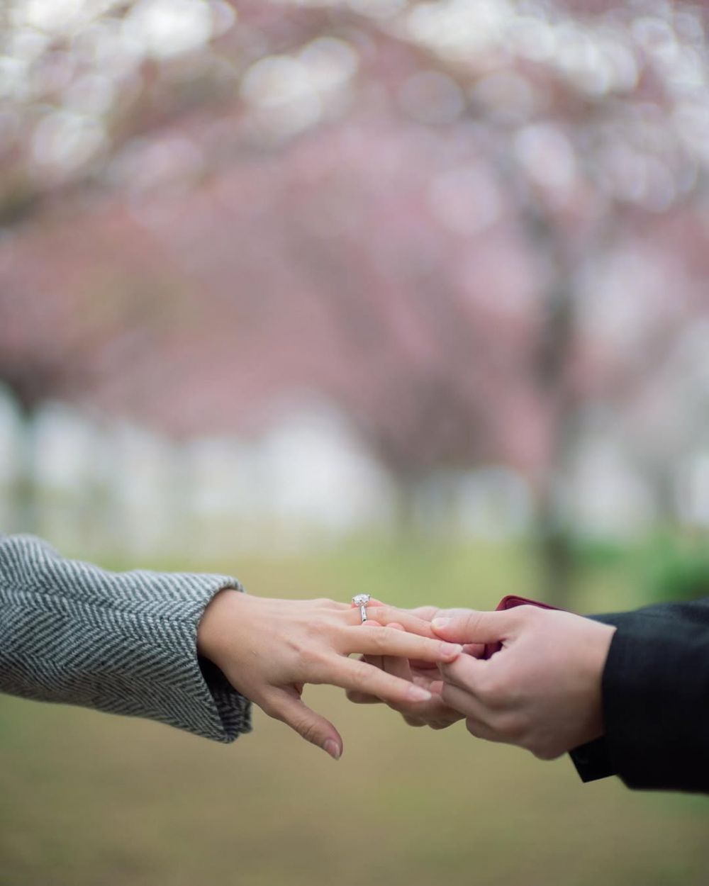 Romantis! Momen Luna Maya dilamar Maxime Bouttier di bawah sakura mekar