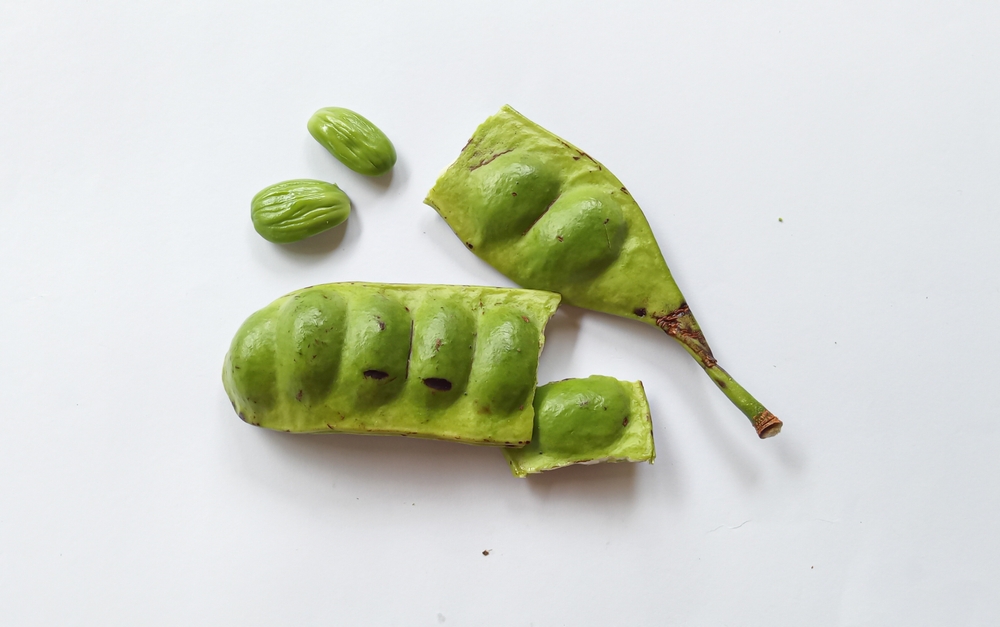 Cara simpan petai agar tetap segar dan tidak cepat busuk sampai 2 bulan