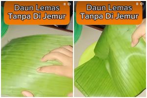 Cara melenturkan daun pisang tanpa dijemur agar langsung dipakai membungkus makanan