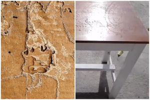 Trik usir rayap agar bersih tuntas di pintu dan meja kayu, cepat pakai 2 bahan dapur
