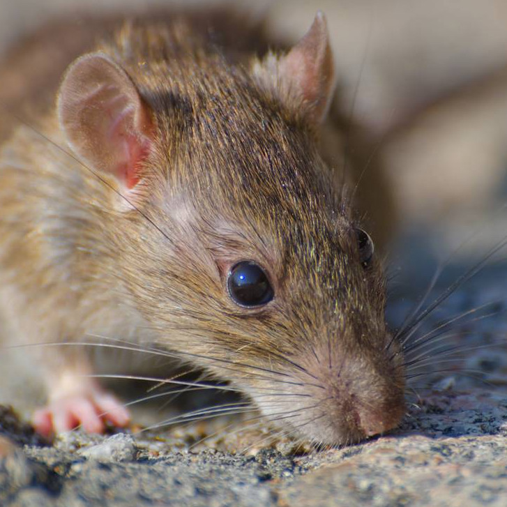 Cara gampang dan sederhana usir tikus di rumah, cukup modal Rp2.000 untuk beli bahan dapur ini