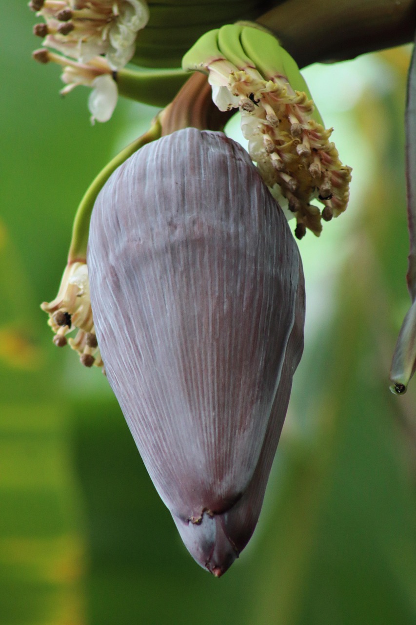 Cara memasak jantung pisang agar tidak hitam dan tetap putih bersih, ini 5 trik ampuhnya