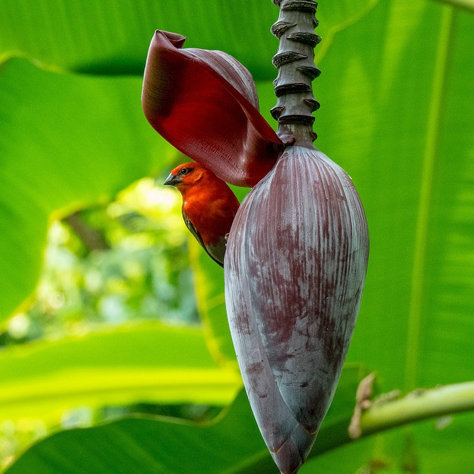Cara memasak jantung pisang agar tidak hitam dan tetap putih bersih, ini 5 trik ampuhnya