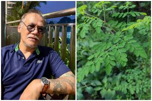 7 Manfaat daun kelor, rahasia Tio Pakusadewo tetap sehat meski pernah stroke 2 kali