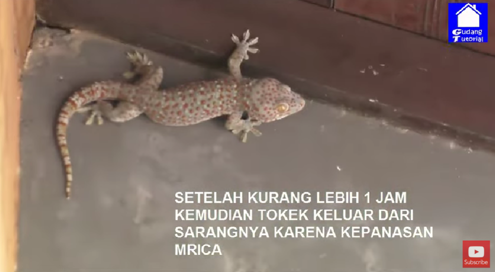 Trik aman mengusir tokek dari rumah pakai 1 bumbu masak, aman tak perlu ditangkap dan tidak menggigit
