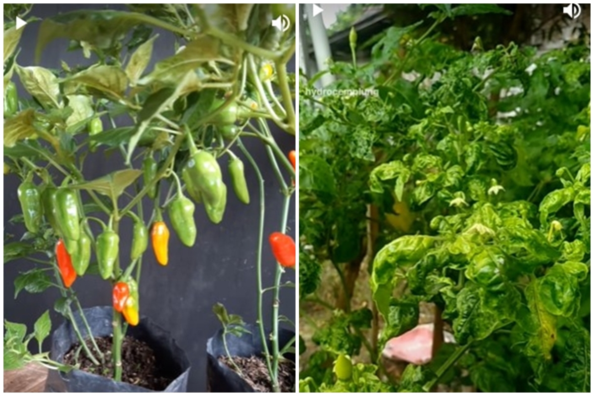 Trik agar pohon cabai menguning dan keriting jadi subur berbuah lebat lagi, cukup pakai 2 bahan dapur