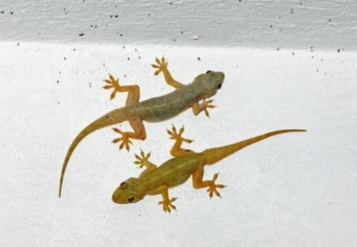 Tak perlu sulit bikin perangkap, ini trik ampuh usir cicak di rumah pakai 2 bahan dapur