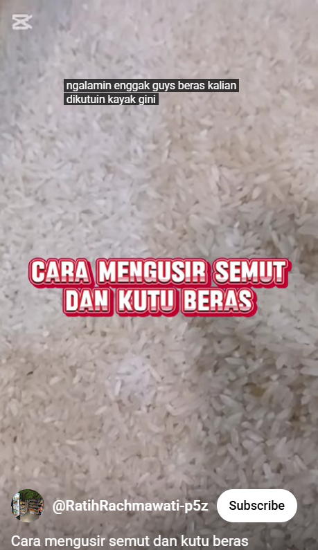 Nggak nyangka, ternyata begini trik mengusir semut dan kutu di beras pakai 1 bumbu dapur