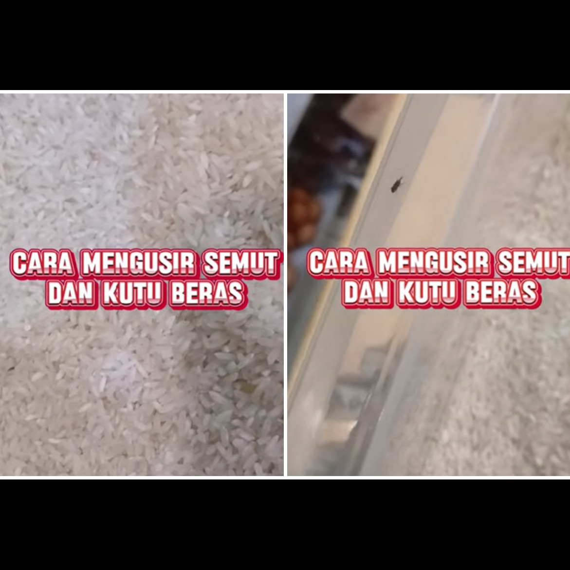 Nggak nyangka, ternyata begini trik mengusir semut dan kutu di beras pakai 1 bumbu dapur
