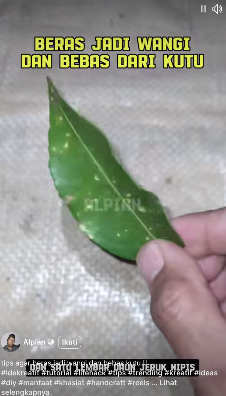 Cara simpan beras agar wangi dan bebas kutu pakai 2 bahan dapur, rahasia nenek relevan sampai kini