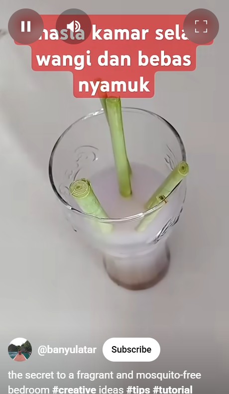 Baru tahu! Ternyata ini trik sepele bikin rumah wangi berhari-hari dan bebas nyamuk dengn bahan sereh