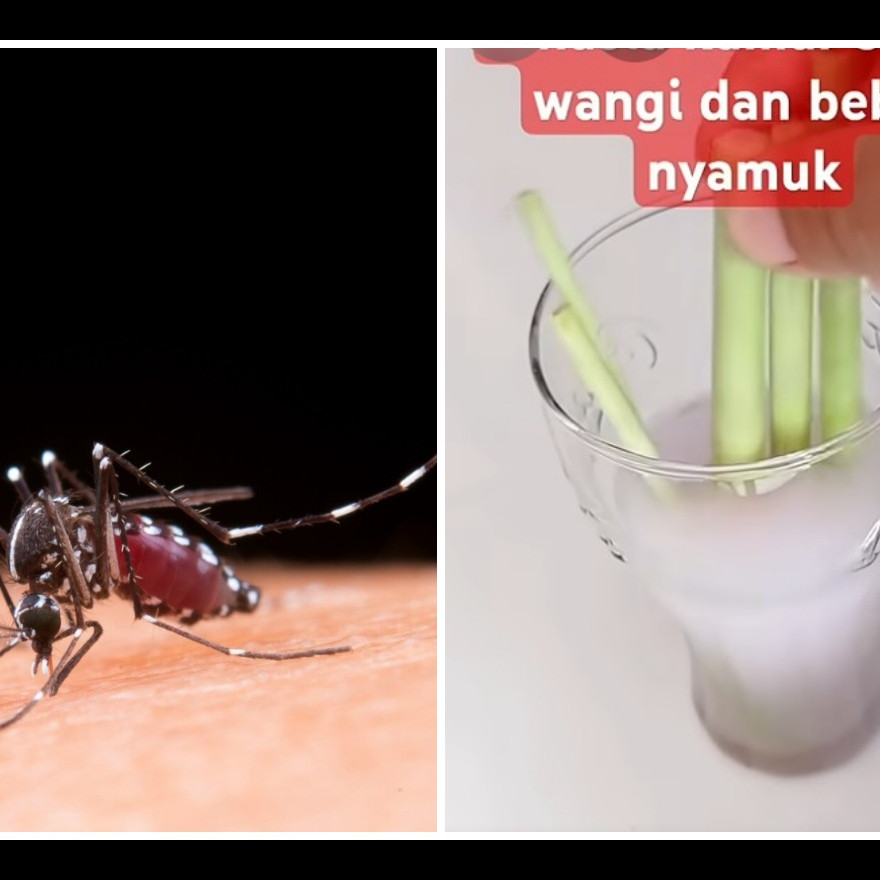 Baru tahu! Ternyata ini trik sepele bikin rumah wangi berhari-hari dan bebas nyamuk dengn bahan sereh