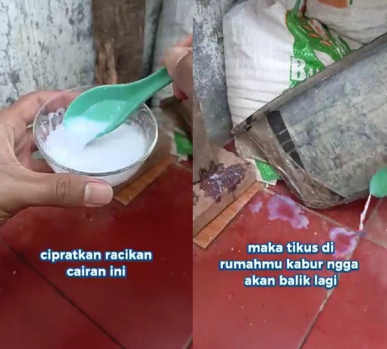Trik mengusir tikus dari rumah sekarang cuma modal 1 bumbu dapur, tanpa perangkap atau racun