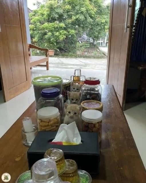 11 Potret lucu kucing di tempat yang nggak terduga ini bikin gagal fokus, ada diantara toples nastar