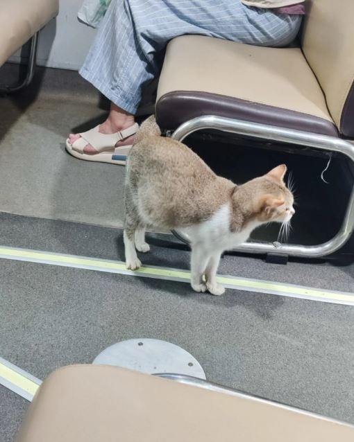 11 Potret lucu kucing di tempat yang nggak terduga ini bikin gagal fokus, ada diantara toples nastar