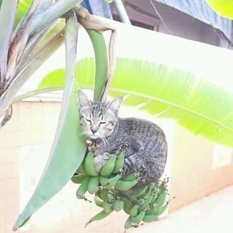 11 Potret lucu kucing di tempat yang nggak terduga ini bikin gagal fokus, ada diantara toples nastar