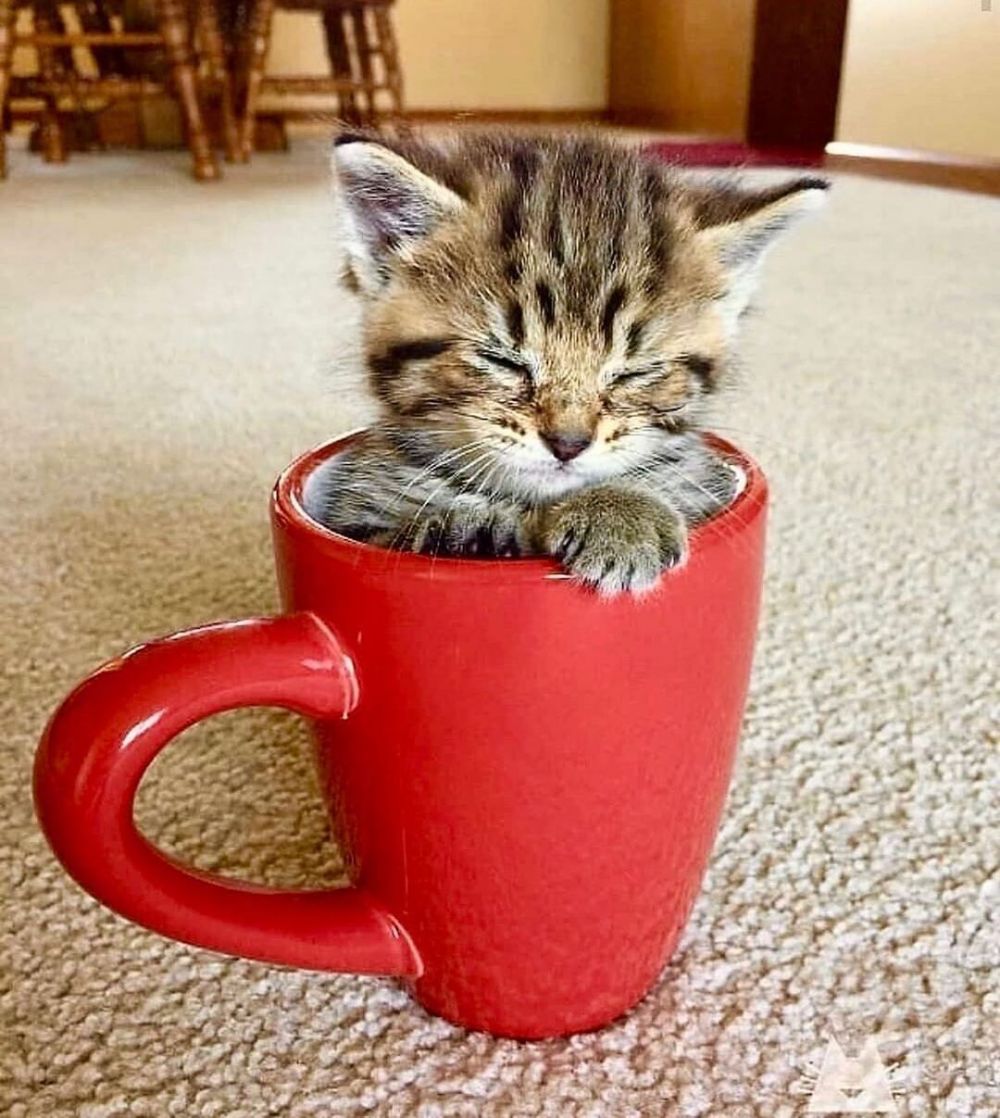 11 Potret lucu kucing di tempat yang nggak terduga ini bikin gagal fokus, ada diantara toples nastar