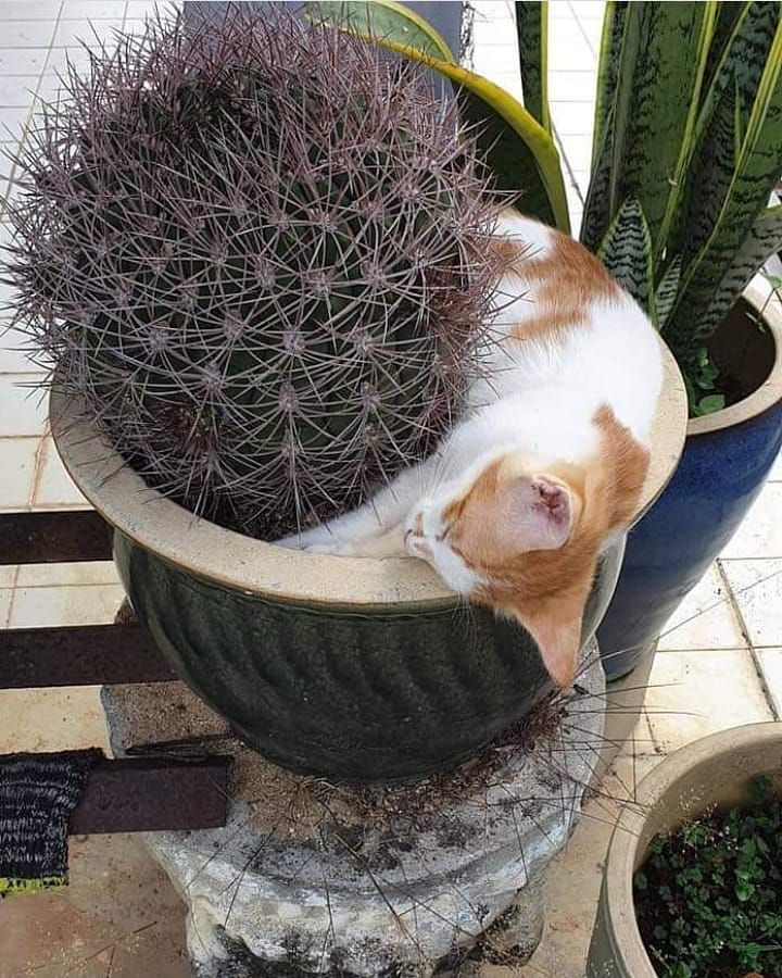 11 Potret lucu kucing di tempat yang nggak terduga ini bikin gagal fokus, ada diantara toples nastar