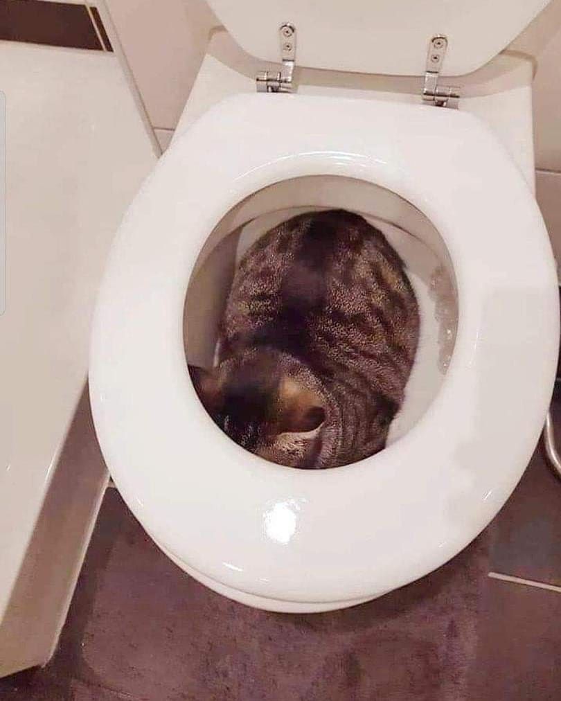 11 Potret lucu kucing di tempat yang nggak terduga ini bikin gagal fokus, ada diantara toples nastar