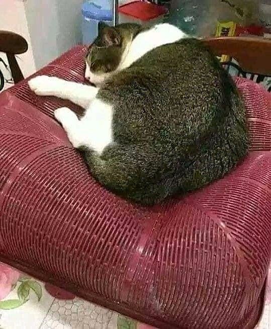 11 Potret lucu kucing di tempat yang nggak terduga ini bikin gagal fokus, ada diantara toples nastar