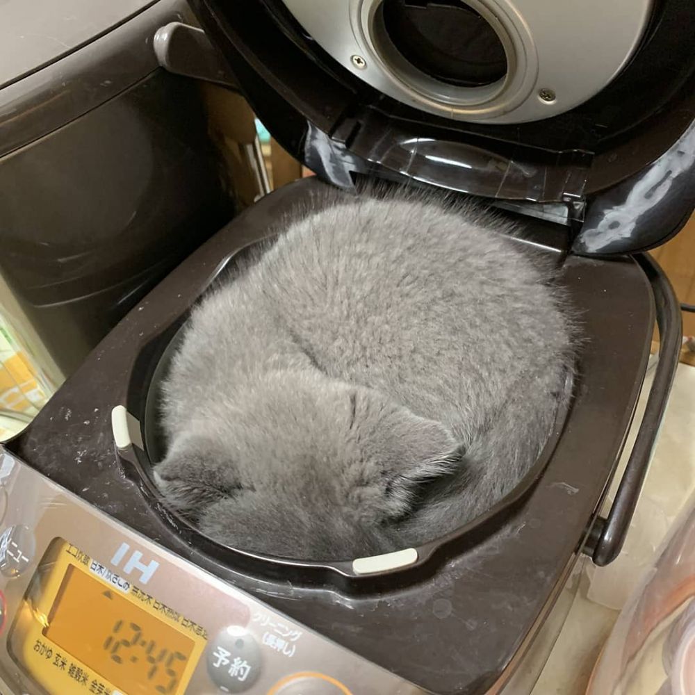 11 Potret lucu kucing di tempat yang nggak terduga ini bikin gagal fokus, ada diantara toples nastar