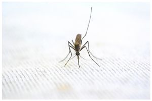 Trik mudah mengusir nyamuk tanpa obat atau semprotan khusus, cukup dengan 3 bahan dapur