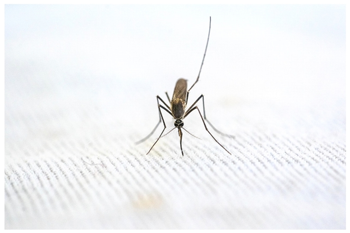 Trik mudah mengusir nyamuk tanpa obat atau semprotan khusus, cukup dengan 3 bahan dapur