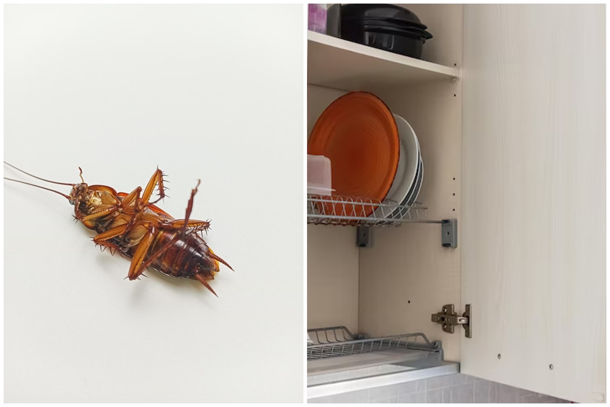 Mencegah kecoak masuk ke rak dapur itu ternyata mudah, sekarang andalkan 7 trik ini