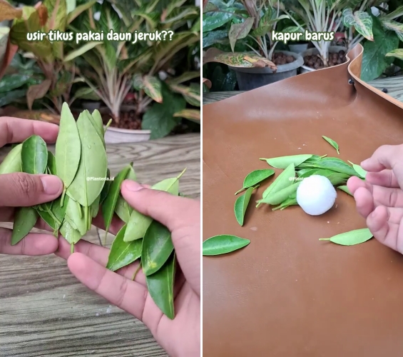 Sekarang tak perlu beli racun, ini trik ampuh usir tikus dari rumah pakai tambahan 2 bahan dapur