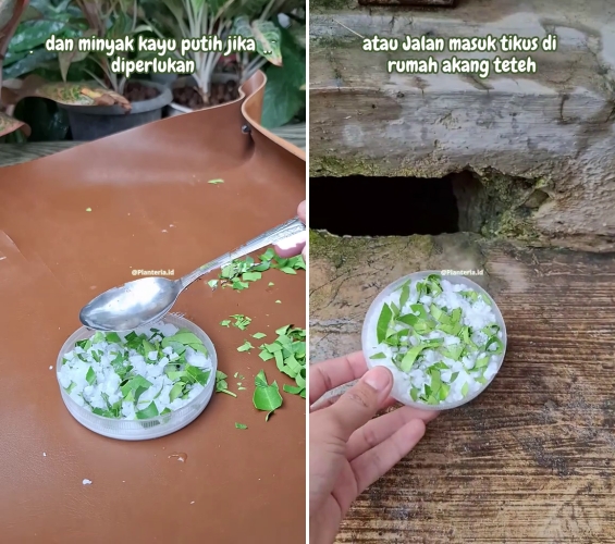 Sekarang tak perlu beli racun, ini trik ampuh usir tikus dari rumah pakai tambahan 2 bahan dapur