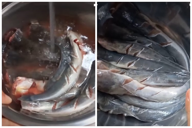 Sekarang jadi tahu kenapa garam dan cuka bisa gantikan kapur sirih buat bersihin ikan lele