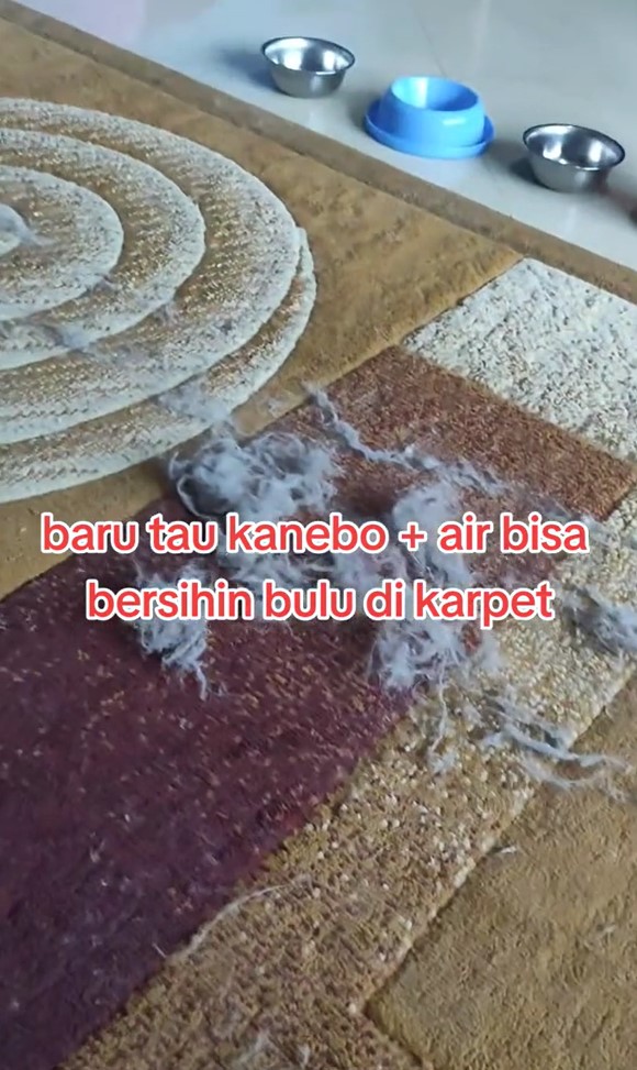 Selain pake roler, ini trik gampang dan aman bersihkan bulu kucing yang menempel di karpet