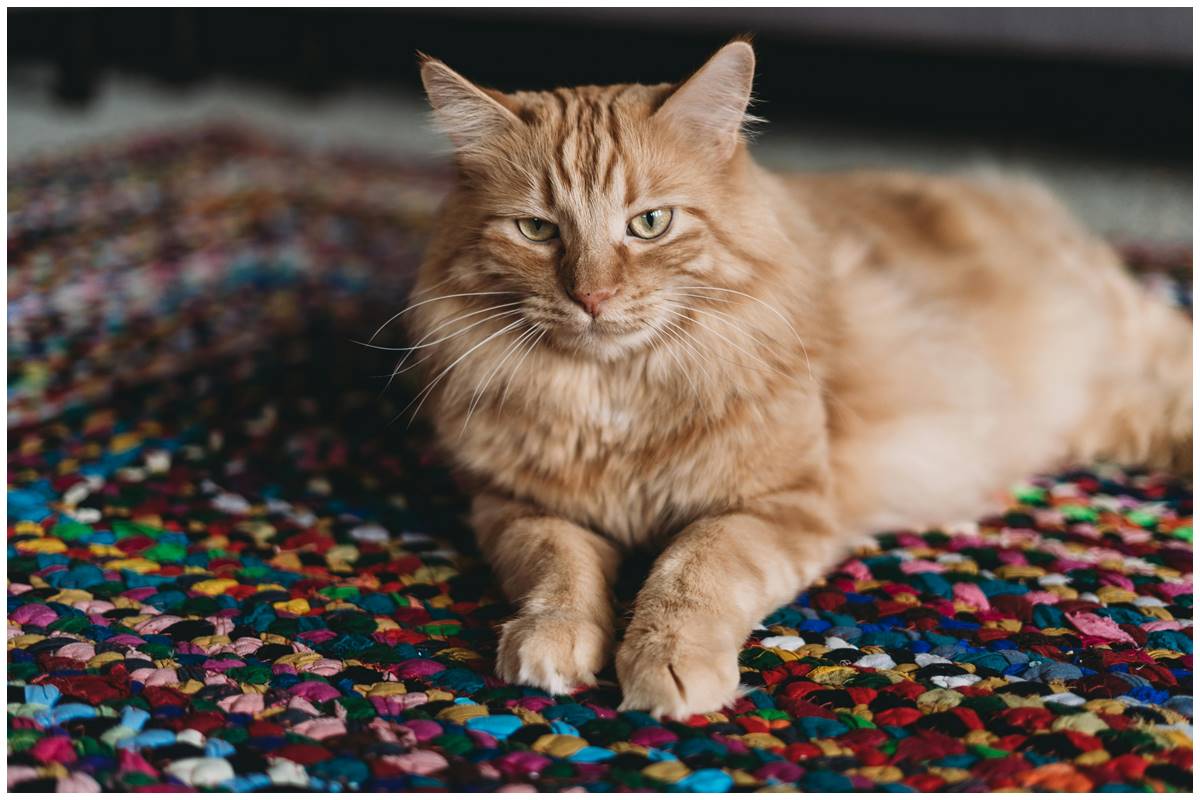 Selain pake roler, ini trik gampang dan aman bersihkan bulu kucing yang menempel di karpet