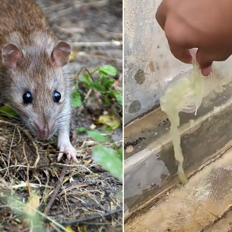 Sekarang tak perlu bahan kimia berbahaya, ini trik usir tikus dari rumah gunakan 3 bumbu dapur