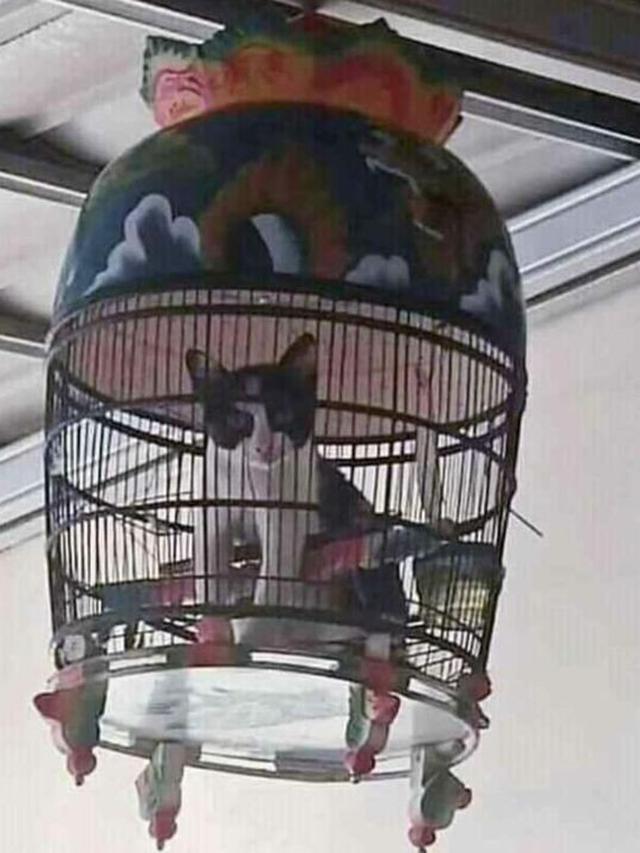 Bukan sulap bukan sihir, 11 potret lucu penampakan nyeleneh dalam kandang burung ini bikin melotot