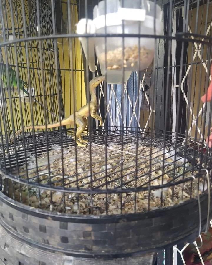 Bukan sulap bukan sihir, 11 potret lucu penampakan nyeleneh dalam kandang burung ini bikin melotot