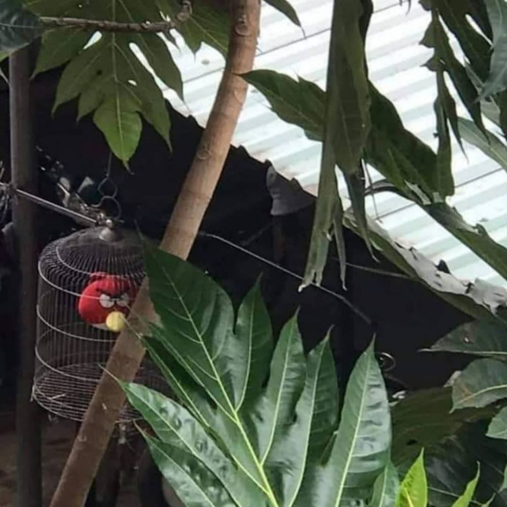 Bukan sulap bukan sihir, 11 potret lucu penampakan nyeleneh dalam kandang burung ini bikin melotot