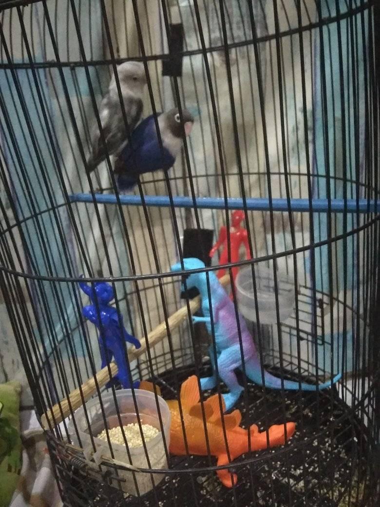 Bukan sulap bukan sihir, 11 potret lucu penampakan nyeleneh dalam kandang burung ini bikin melotot