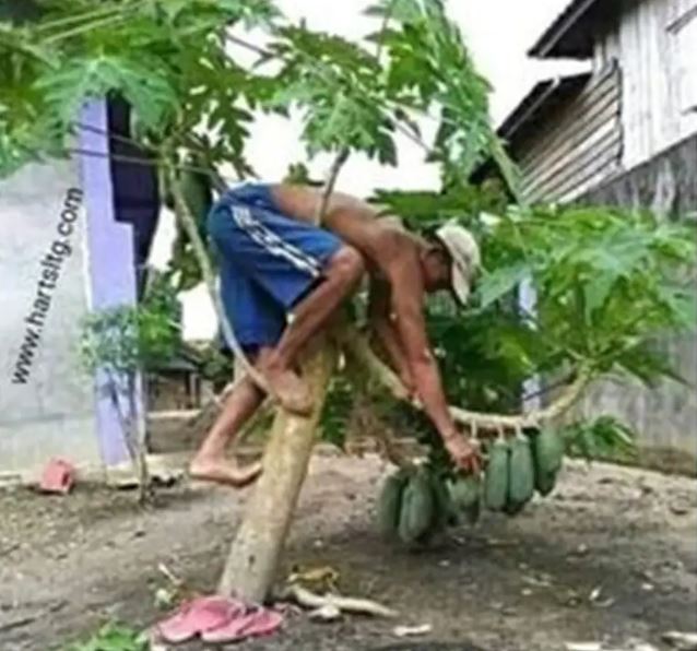 15 Potret kocak orang manjat pohon ini tingkahnya bikin geleng kepala, sulit ketebak aksinya
