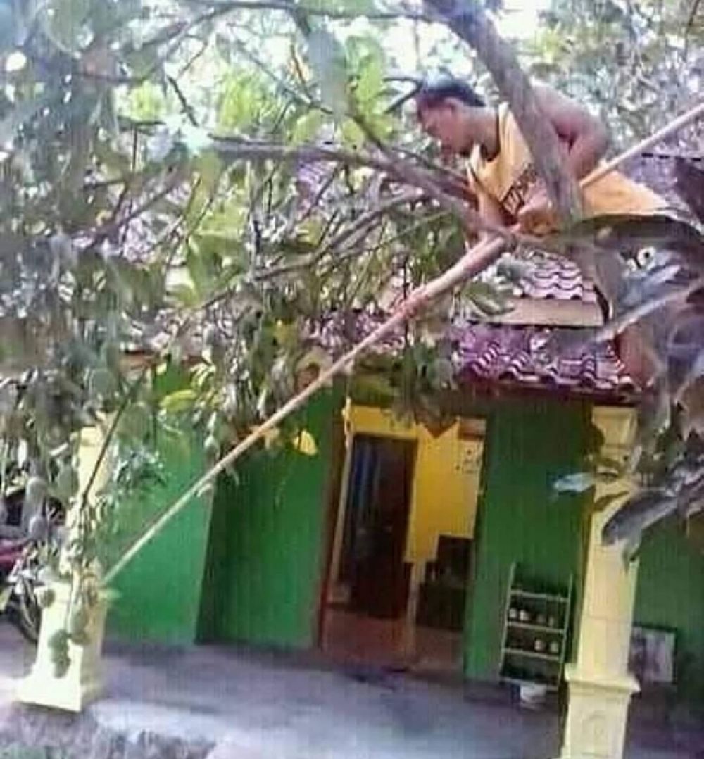 15 Potret kocak orang manjat pohon ini tingkahnya bikin geleng kepala, sulit ketebak aksinya