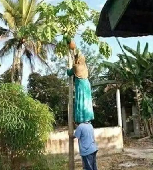 15 Potret kocak orang manjat pohon ini tingkahnya bikin geleng kepala, sulit ketebak aksinya