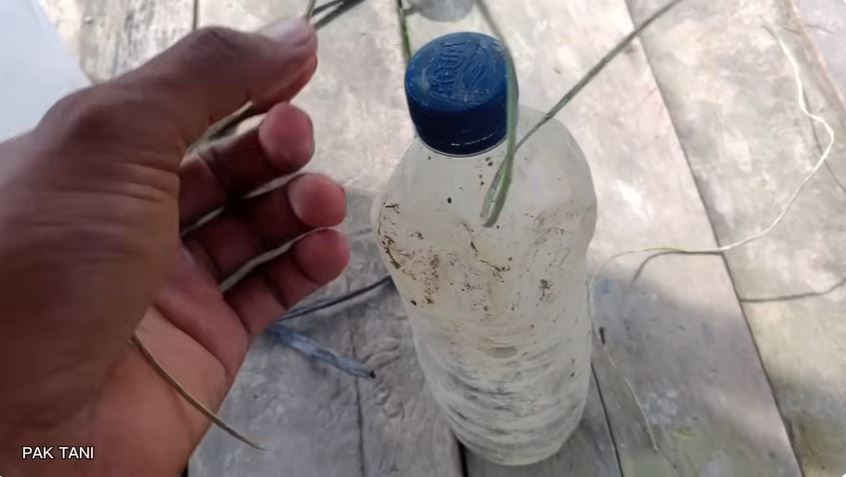 Sekarang bukan pakai orang-orangan sawah, ini cara ampuh mengusir burung pipit pakai 1 barang bekas