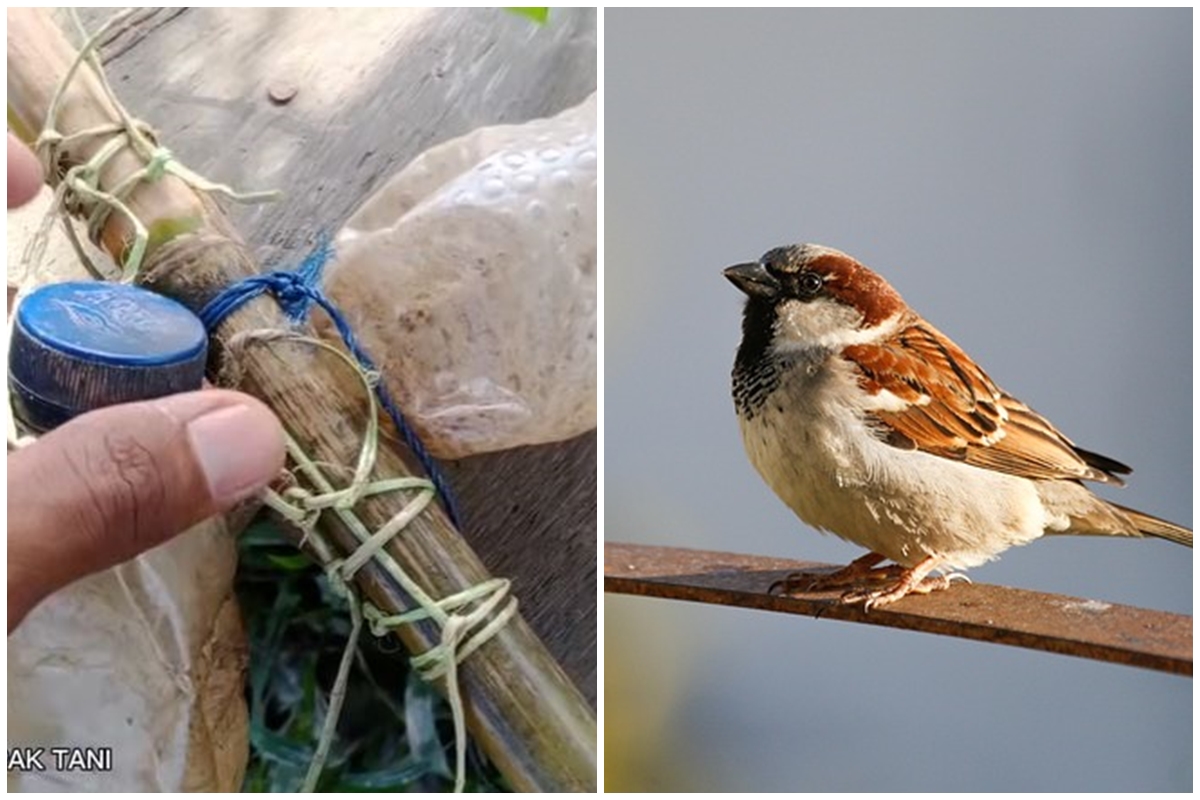 Sekarang bukan pakai orang-orangan sawah, ini cara ampuh mengusir burung pipit pakai 1 barang bekas