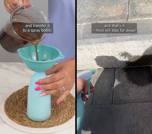 Cara mengusir tikus dari rumah sekarang tak pakai racun atau perangkap, cuma tambah 1 ampas dapur