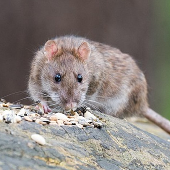 Cara mengusir tikus dari rumah sekarang tak pakai racun atau perangkap, cuma tambah 1 ampas dapur