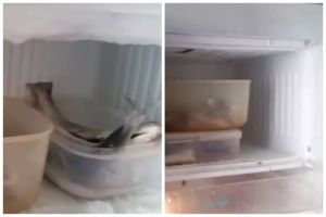 Sekarang jadi paham kenapa bunga es bisa dicegah tanpa plastik, cukup lakukan 4 langkah ini
