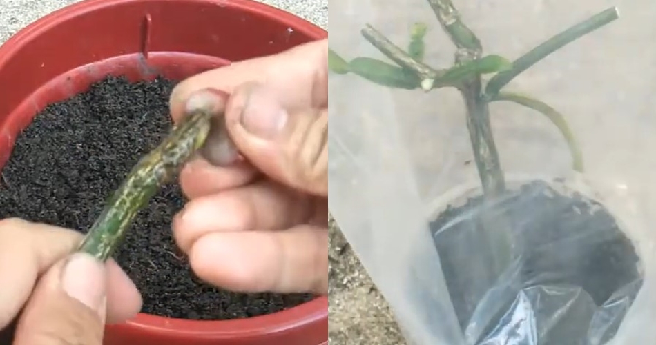 Kini paham melebatkan daun jeruk purut nggak perlu garam dan air cucian beras, pakai bahan dapur ini  