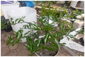 Kini paham melebatkan daun jeruk purut nggak perlu garam dan air cucian beras, pakai bahan dapur ini